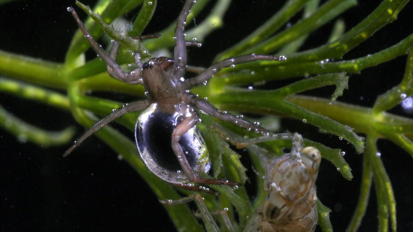 A vizipók valóban csodapók!